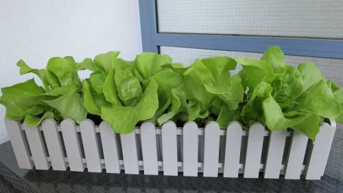 Kopfsalat im Blumenkasten