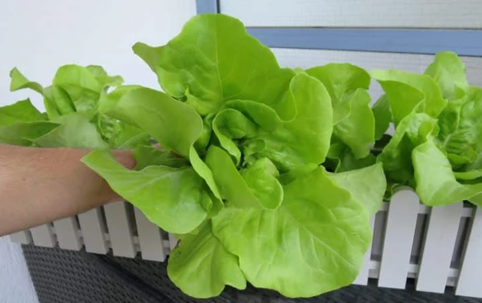 Kopfsalat richtig schneiden und ernten