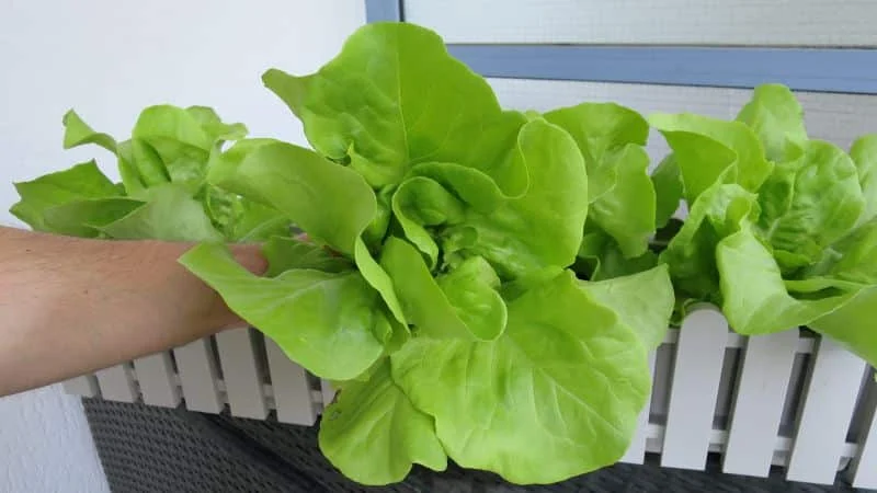 Kopfsalat richtig schneiden und ernten