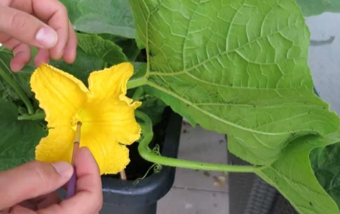Kürbisblüten selber von Hand bestäuben