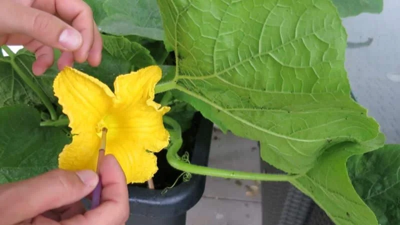 Kürbisblüten selber von Hand bestäuben