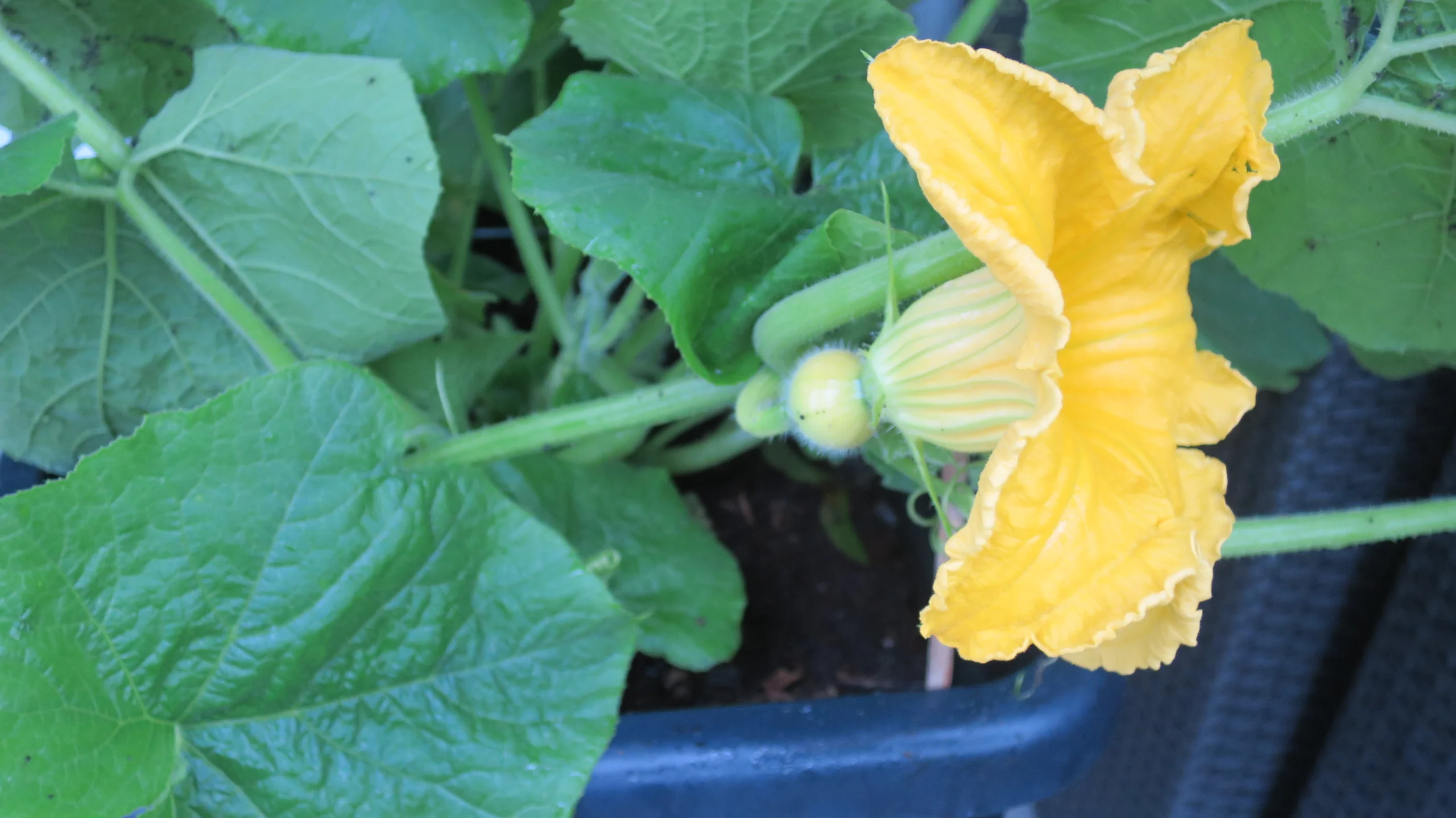 Kürbisblüte weiblich