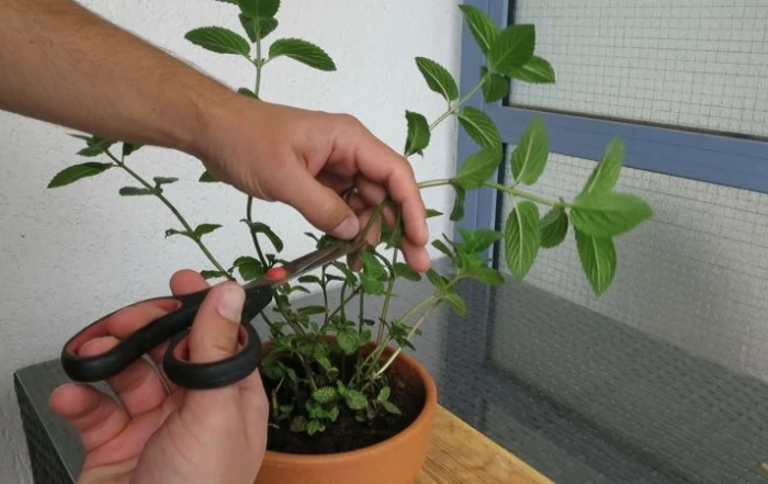 Minze richtig schneiden und ernten