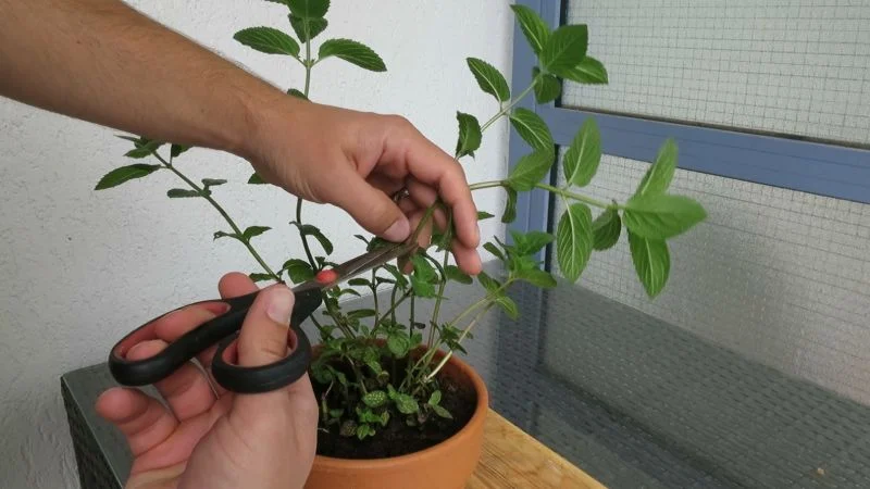 Minze richtig schneiden und ernten