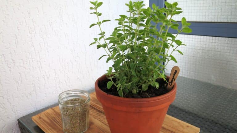 Oregano ernten