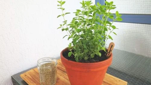 Oregano ernten