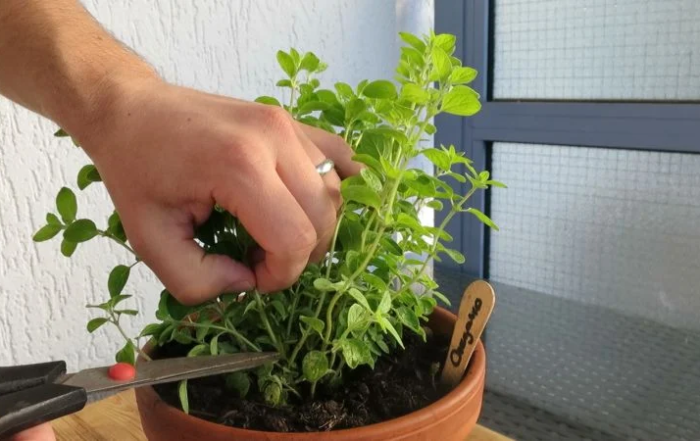 Oregano richtig schneiden und ernten