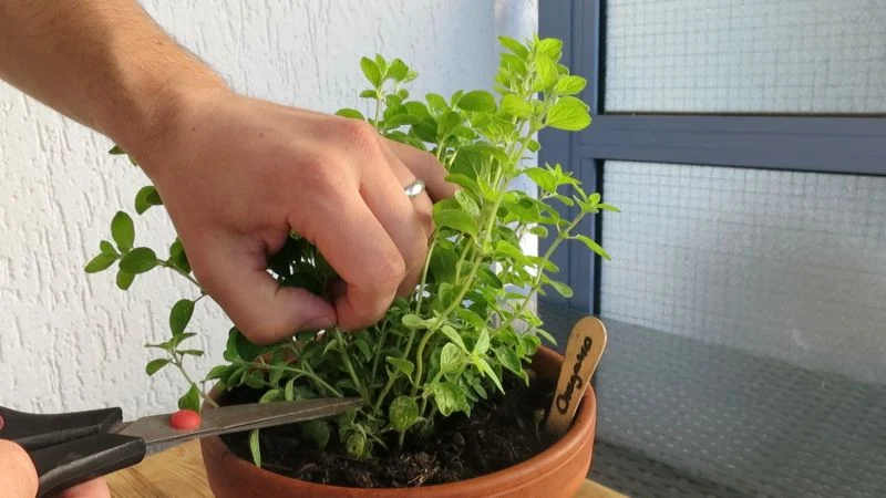 Oregano richtig schneiden und ernten