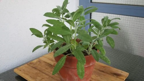 Salbei im Blumentopf