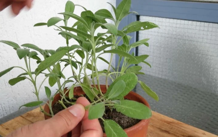 Salbei richtig schneiden und ernten