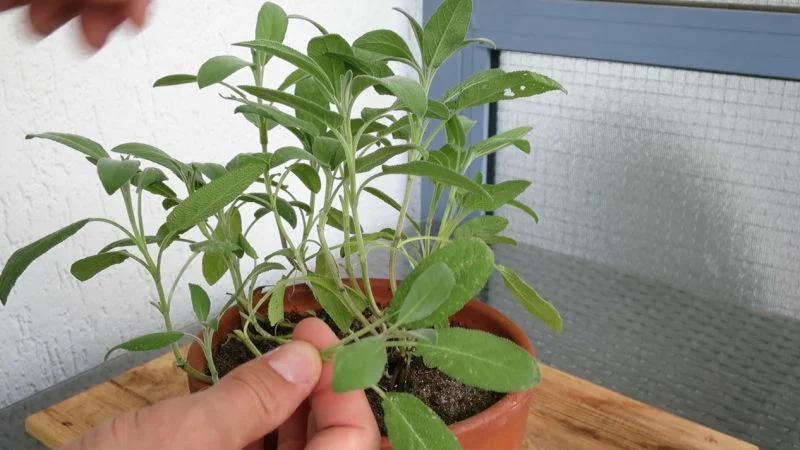 Salbei richtig schneiden und ernten