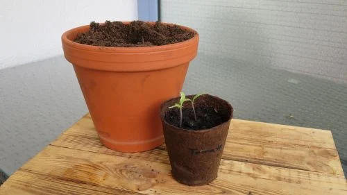 Tomate richtig umtopfen 10 Tage