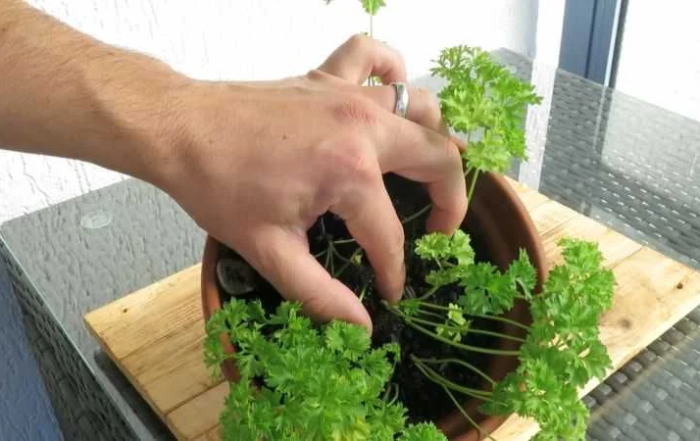 Petersilie richtig schneiden und ernten