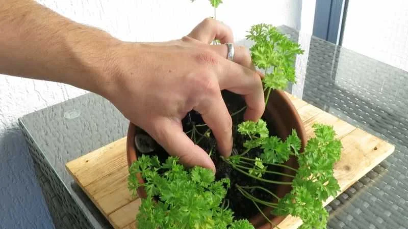 Petersilie richtig schneiden und ernten