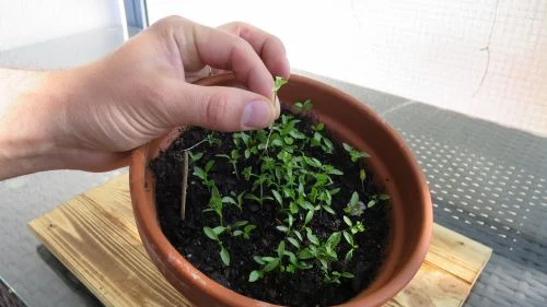 Petersilie nach der Keimung vereinzeln