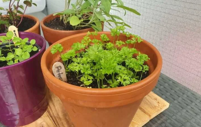 Petersilie aus Samen anziehen im Blumentopf