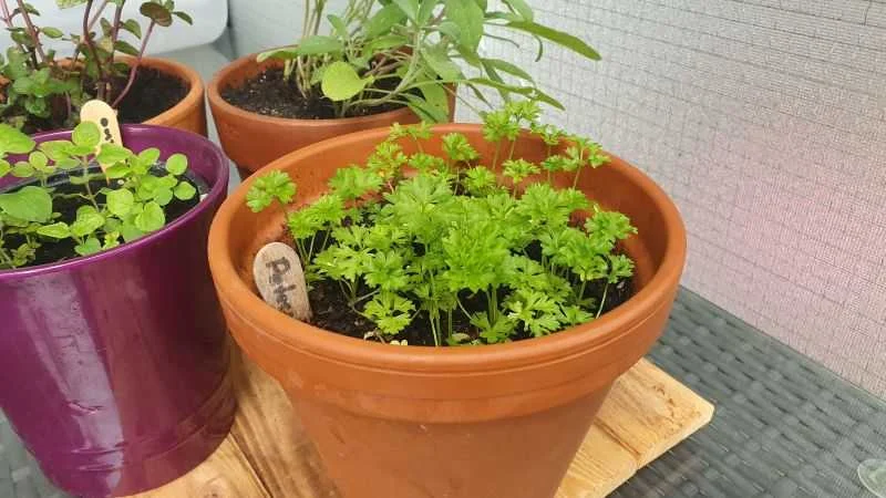 Petersilie aus Samen anziehen im Blumentopf