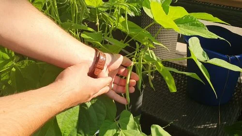 erntereife Buschbohnen