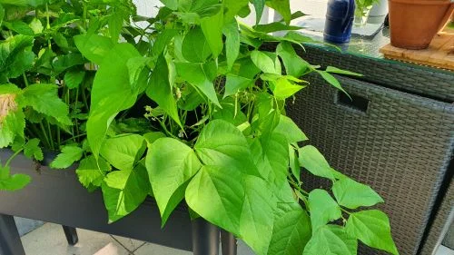 Buschbohnen voller Bohnen