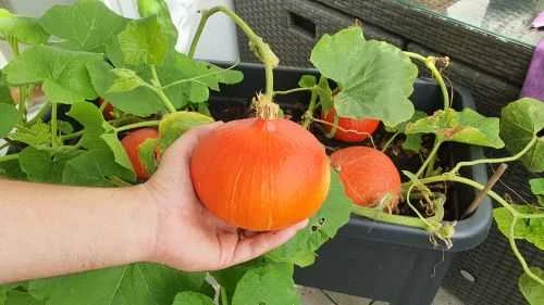 Kürbis richtig ernten und lagern