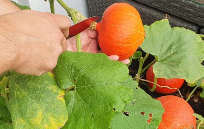 Kürbis richtig ernten und den passenden Zeitpunkt erkennen