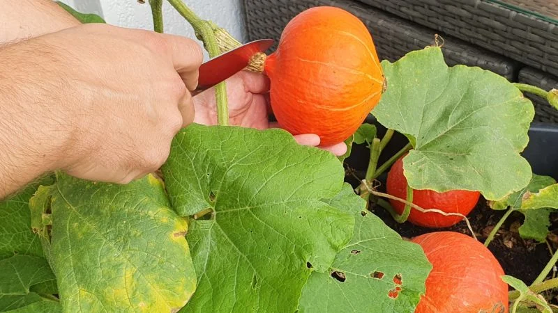 Kürbis richtig ernten und den passenden Zeitpunkt erkennen