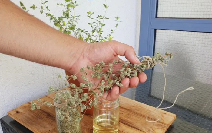 Majoran haltbar machen und konservieren