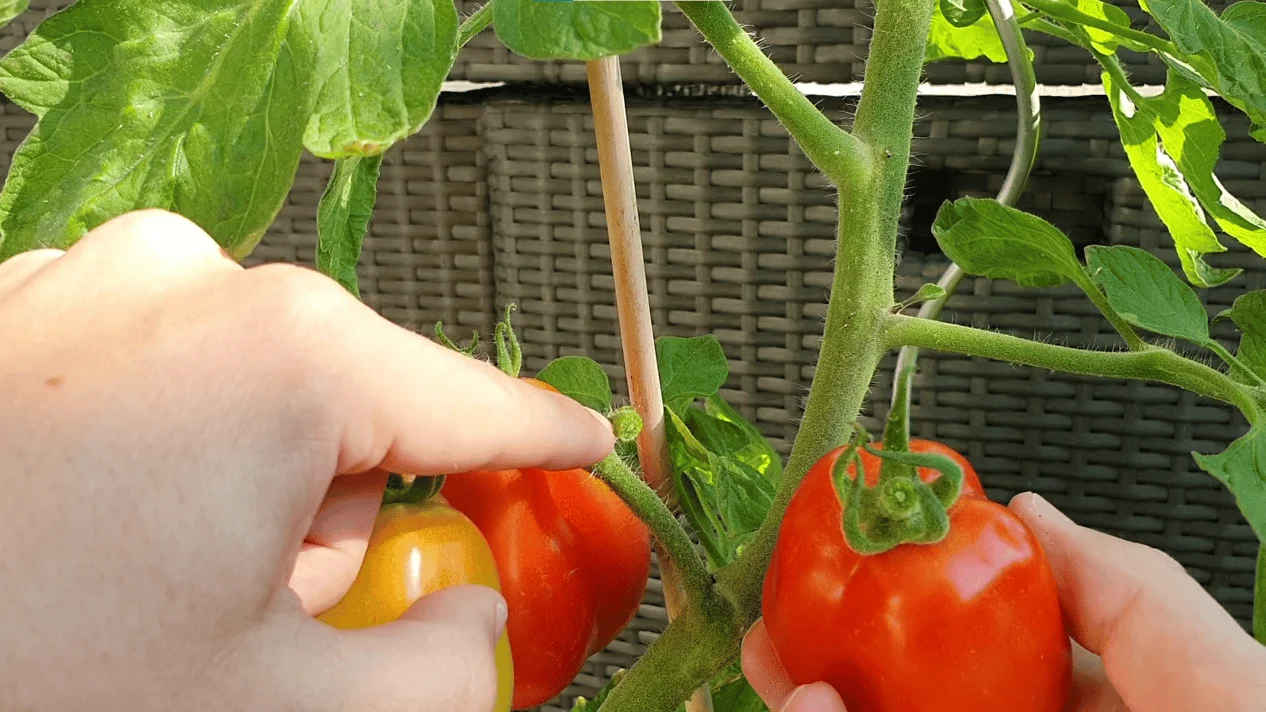 Tomaten ernten abbrechen