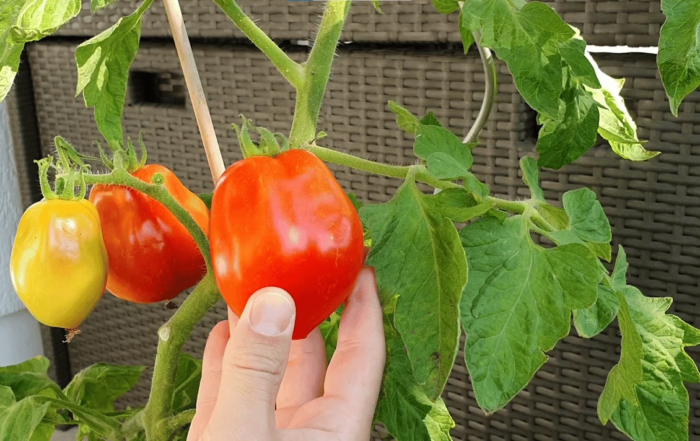 Tomaten richtig ernten