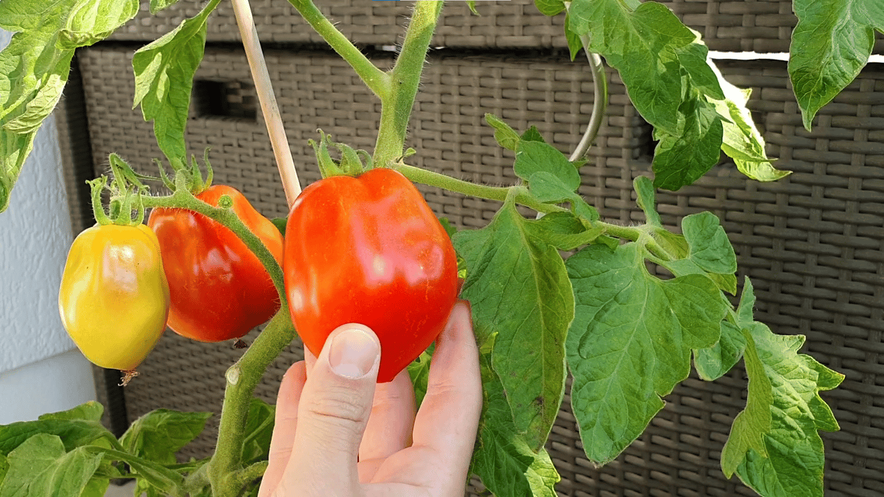 Tomaten richtig ernten