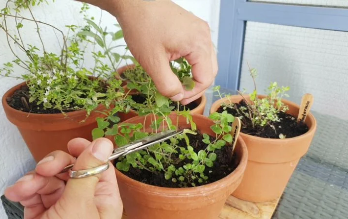 Kräuter zurückschneiden zur Wintervorbereitung