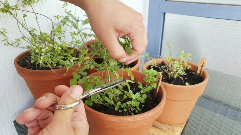 Kräuter zurückschneiden zur Wintervorbereitung