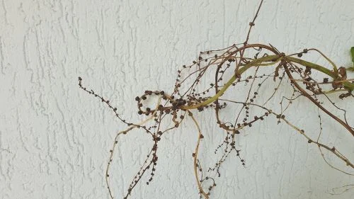 Mangoldsamen am trockenen Stiel