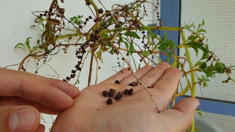 Mangoldsamen selber ernten und Saatgut gewinnen