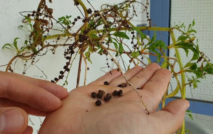 Mangoldsamen selber ernten und Saatgut gewinnen