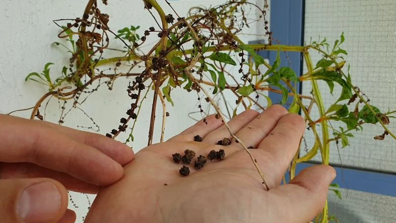 Mangoldsamen selber ernten und Saatgut gewinnen