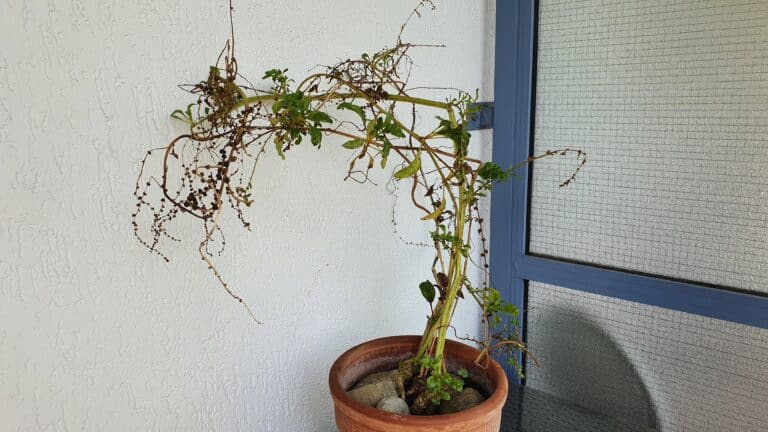 Mangold nach der Blüte