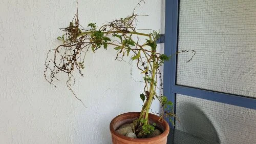 Mangold nach der Blüte