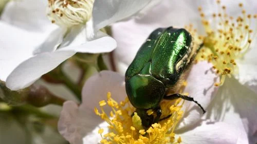 Rosenkäfer