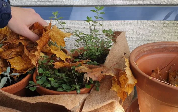 Kräuter auf dem Balkon überwintern