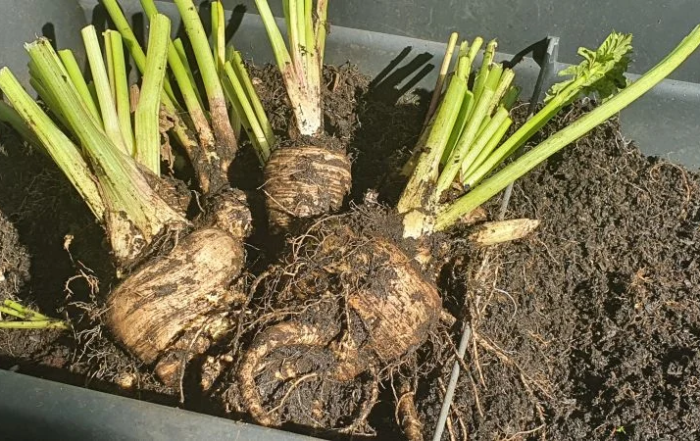 Pastinaken richtig ernten