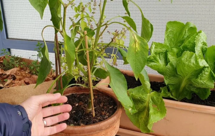 Paprika erfolgreich überwintern