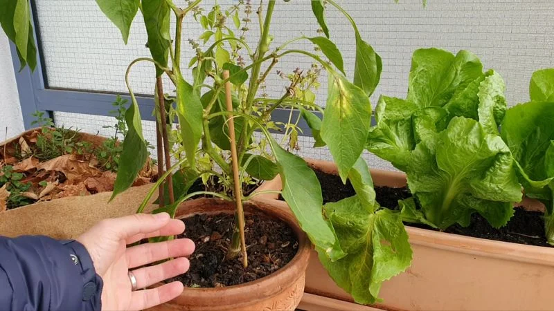 Paprika erfolgreich überwintern