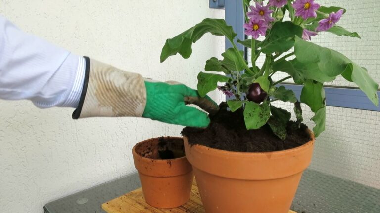 Aubergine umtopfen