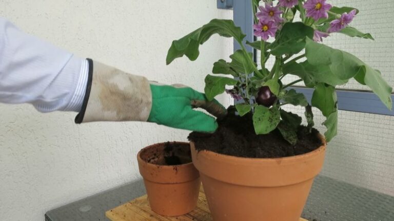 Aubergine umtopfen