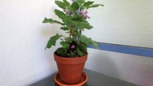 Aubergine im Blumentopf