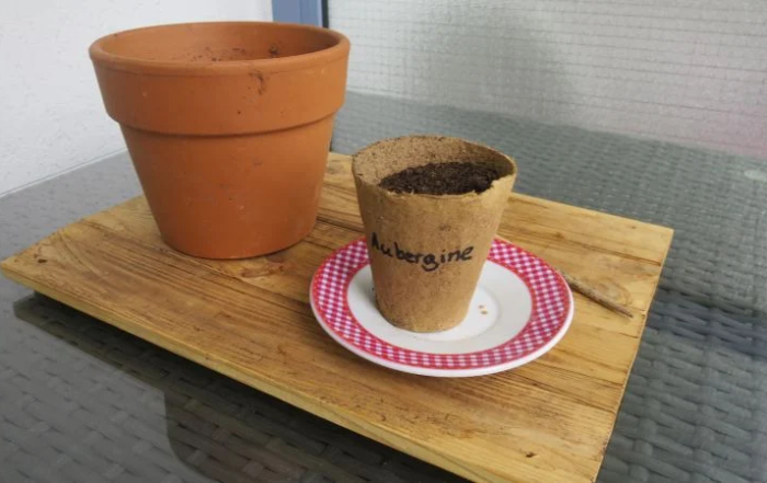 Aubergine aussaen