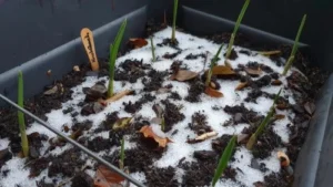 Knoblauch Anzucht 6 Wochen