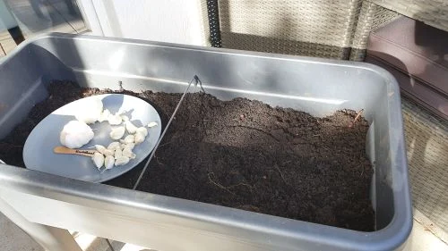 Knoblauchanzucht im Balkon-Hochbeet