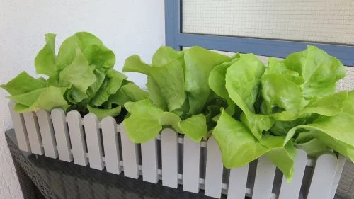 Kopfsalat im Blumenkasten